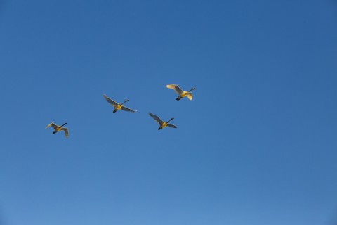 Trumpeter swans (Cygnus buccinator) flying against blue sky