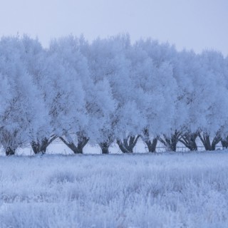 Winter landscape with row of frosted trees