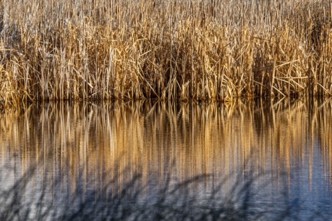 Reeds along creek at Silver Creek Preserve