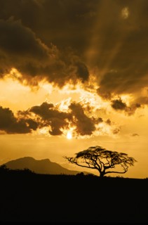Silhouette of acacia tree against sky at sunset