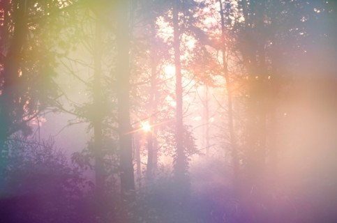 Sun shining through trees in foggy forest at sunrise