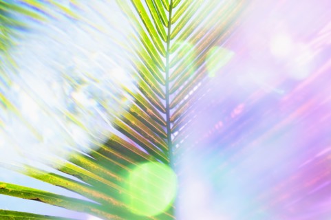 Sunlight shining through tropical leaves