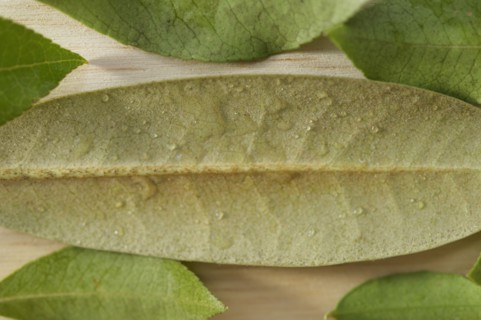 Close-up of green leaf with dew drops on wooden surface
