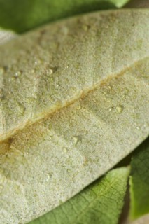 Close-up of green leaf with dew drops on wooden surface