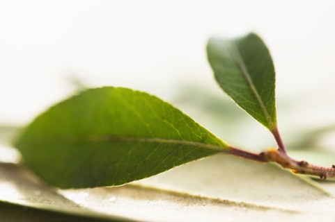 Studio shot of twig with green leaves