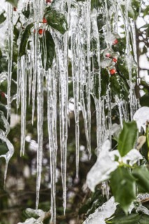 Icicles on holly plant