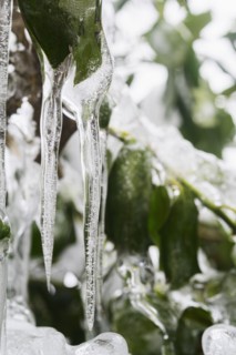 Close-up of icicles on plant