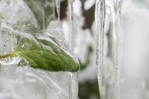 Close-up of icicles and frozen leaf