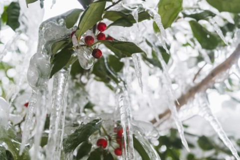 Close-up of icicles on holly branches