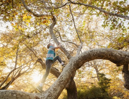 Boy climbing tree in forest at sunset