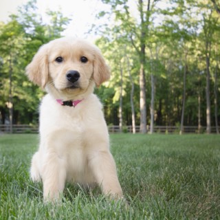 Golden Retriever puppy sitting on grass