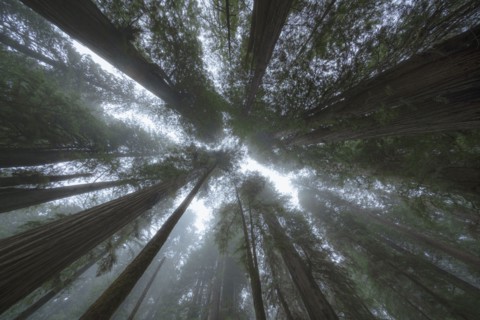 Low angle view of tall redwood trees growing in forest