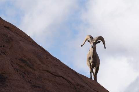 Bighorn sheep (Ovis canadensis) on rock
