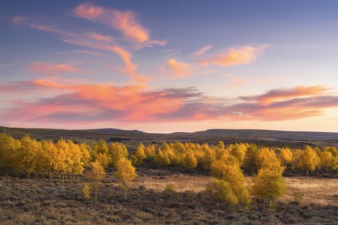 Aspen trees in landscape at sunset