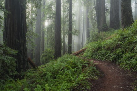 Path in fogy green forest