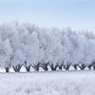 Row of frosty trees in winter