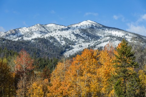 Landscape with snowcapped Rocky Mountains and autumn forests