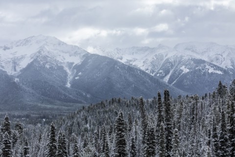 Landscape with snowy mountains and forests in winter