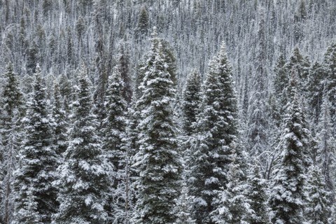 Pine tress in forest in winter