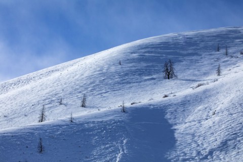 Solitary trees on snowy slope