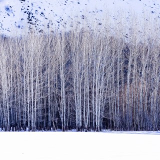 Aspen trees in winter