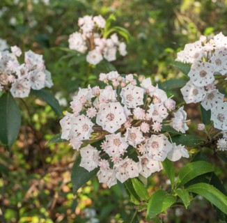 Mountain Laurel (Kalmia latifolia) blooming