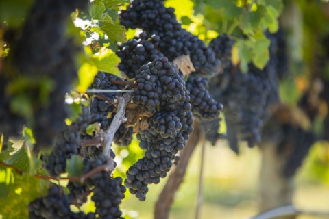 Red grapes on vine