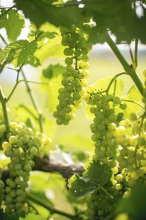 White grapes on vine