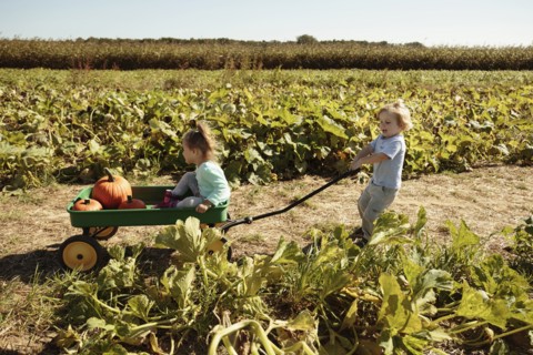 Brother pulling sister in pumpkin cart