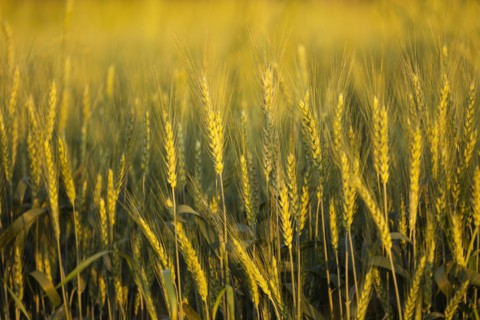 Wheat field