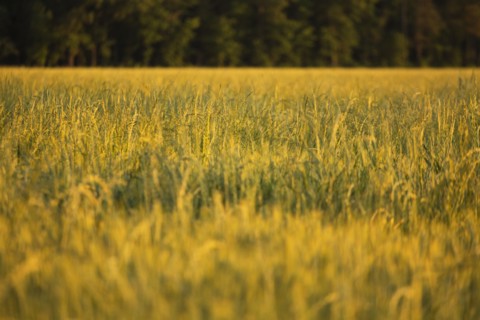 Wheat field