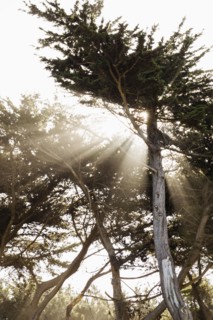 Sun shining through trees