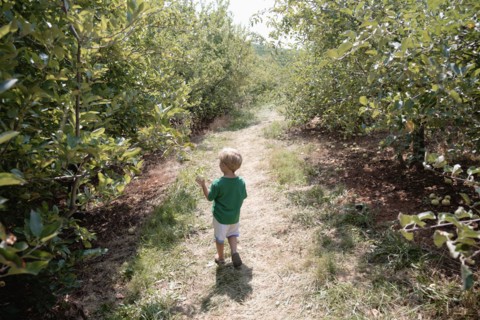 Rear view of boy searching between apple trees on fruit farm