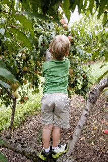Rear view of boy climbing to pick peach from tree on fruit farm