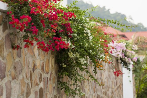 Wall with colorful flowers