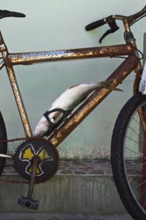 Fish secured to rusty bicycle