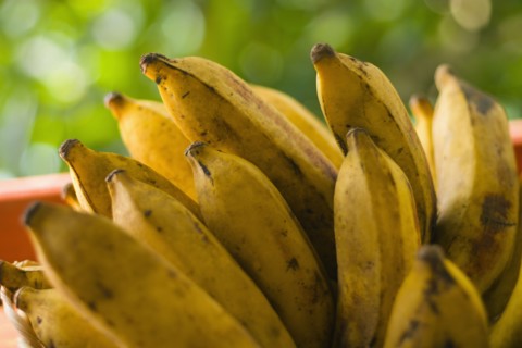 Bunch of plantains