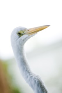 Portrait of Egret