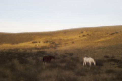 Horses on hillside