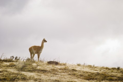 Guanaco on hillside