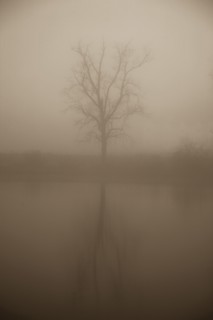 Tree in mist