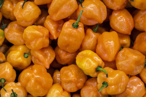 Overhead view of orange bell peppers