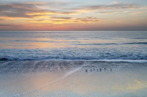 Small shore birds walking along beach at sunrise