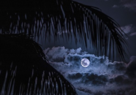 Full Moon and clouds behind palm leaves