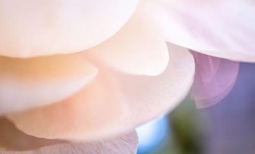 Extreme close-up of pale pink chrysanthemum petals