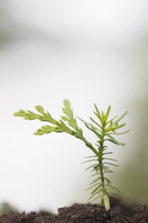 Eastern White Cedar (Thuja occidentalis) seedling