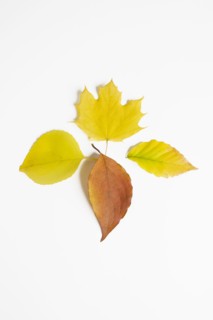 Assorted Autumn leaves on white background