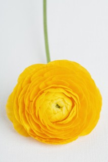 Studio shot of yellow ranunculus flower