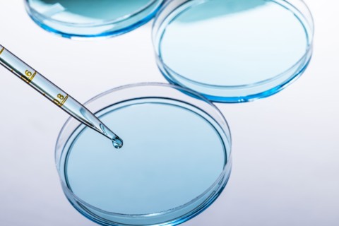 Petri dish with blue liquid and pipette