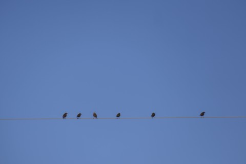 Starlings perching on cable wire against blue sky